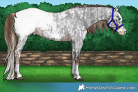 Horse Color:Liver Chestnut Sabino Splash Blanket  and Liver Red Roan Sabino Splash Snowcap 