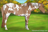 Horse Color:White Spotted Chestnut Appaloosa Rabicano 
