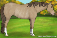 Horse Color:Classic Cream Champagne Rabicano 