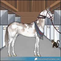 Horse Color:White Spotted Liver Red Dun Splash Brindle
