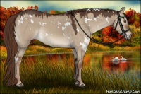 Horse Color:White Spotted Liver Red Dun 
