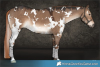 Horse Color:White Spotted Liver Red Dun 