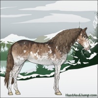 Horse Color:White Spotted Liver Red Dun Brindle 