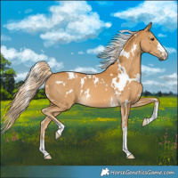Horse Color:White Spotted Palomino 
