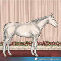 Horse Color:White Spotted Cremello 