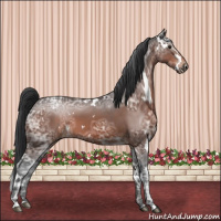 Horse Color:White Spotted Brown Ice