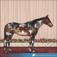 Horse Color:White Spotted Brown 