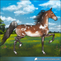 Horse Color:White Spotted Bay 