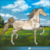 Horse Color:White Spotted Buckskin Pearl 