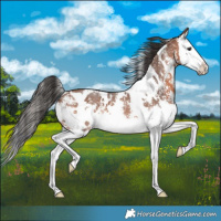 Horse Color:White Spotted Bay Sabino Splash