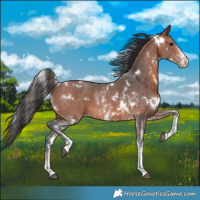 Horse Color:White Spotted Bay Sabino