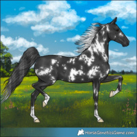 Horse Color:White Spotted Black