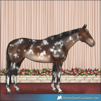 Horse Color:White Spotted Brown