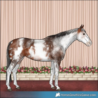 Horse Color:White Spotted Bay 