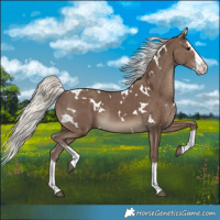 Horse Color:White Spotted Silver Black Splash