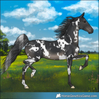 Horse Color:White Spotted Black