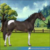 Horse Color:Liver Chestnut Tobiano 
