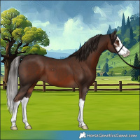 Horse Color:Liver Chestnut Sabino Splash 