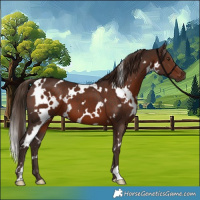 Horse Color:White Spotted Liver Chestnut 