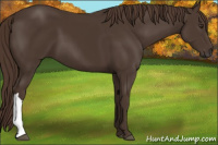 Horse Color:Liver Chestnut 