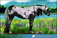 Horse Color:Void Watercolor Plaid  White Spotted Liver Red Dun Onyx Splash Tobiano 