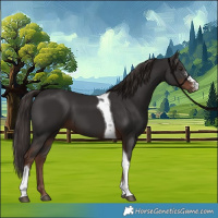 Horse Color:Liver Chestnut Sabino Tobiano 