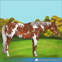 Horse Color:White Spotted Chestnut 