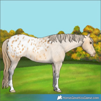 Horse Color:Buckskin Roan Blanket 