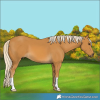 Horse Color:Palomino 