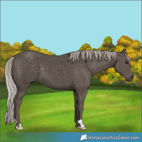 Horse Color:Silver Black 
