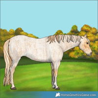 Horse Color:Red Roan  and Palomino Roan 