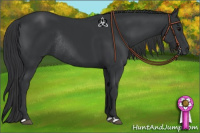 Horse Color:Black Rabicano 