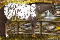 Horse Color:Liver Chestnut Near Leopard 