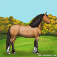 Horse Color:Buckskin Rabicano 
