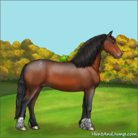 Horse Color:Brown Appaloosa 