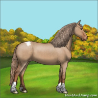 Horse Color:Red Dun Appaloosa 