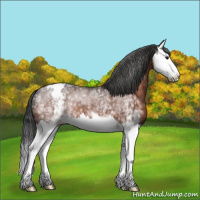 Horse Color:White Spotted Brown Splash Appaloosa 