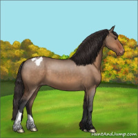 Horse Color:Bay Dun Appaloosa 