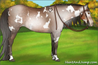 Horse Color:Gray White Spotted Brown Pearl Rabicano 