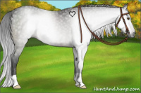 Horse Color:Gray Brown Rabicano