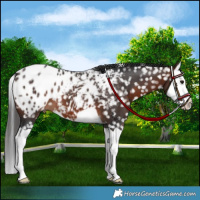 Horse Color:Brown Splash Appaloosa 