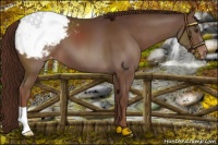 Horse Color:Liver Chestnut Snowcap 