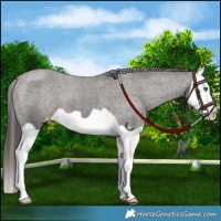 Horse Color:Liver Chestnut Splash Appaloosa 