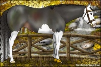 Horse Color:Liver Chestnut Splash 