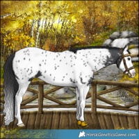Horse Color:Black Splash Near Leopard 