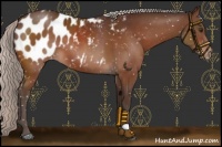 Horse Color:Silver Brown Appaloosa 