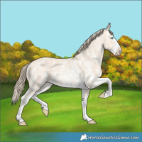 Horse Color:Perlino Sabino  and Perlino Sabino Splash 