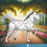 Horse Color:Brown Sabino Splash Appaloosa  and Gray Brown Sabino Splash Appaloosa 