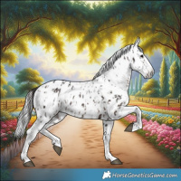 Horse Color:Brown Sabino Splash Appaloosa  and Gray Brown Sabino Splash Appaloosa 