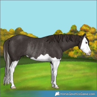 Horse Color:Liver Chestnut Splash Rabicano 